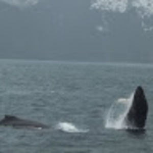 Meet your Posher, Norah